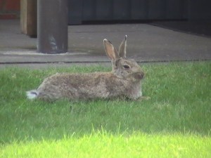 Blick aus der Ferienwohnung: Kaninchen beim Chillen Blick aus der Ferienwohnung: Kaninchen beim Chillen